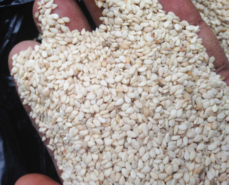 Sesame Seeds